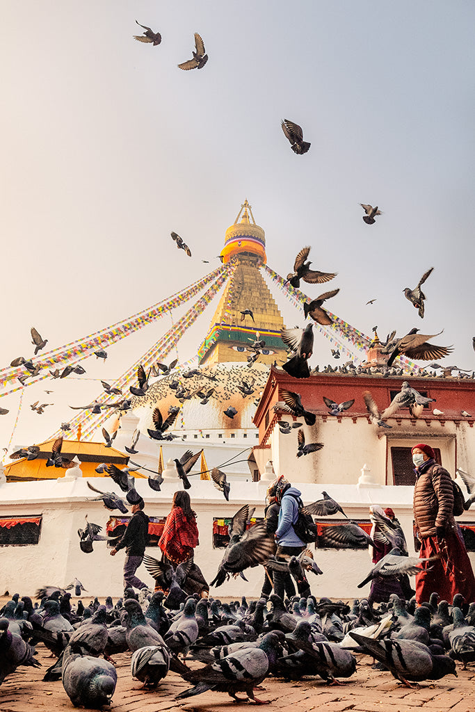 Birds of Boudha Stupa