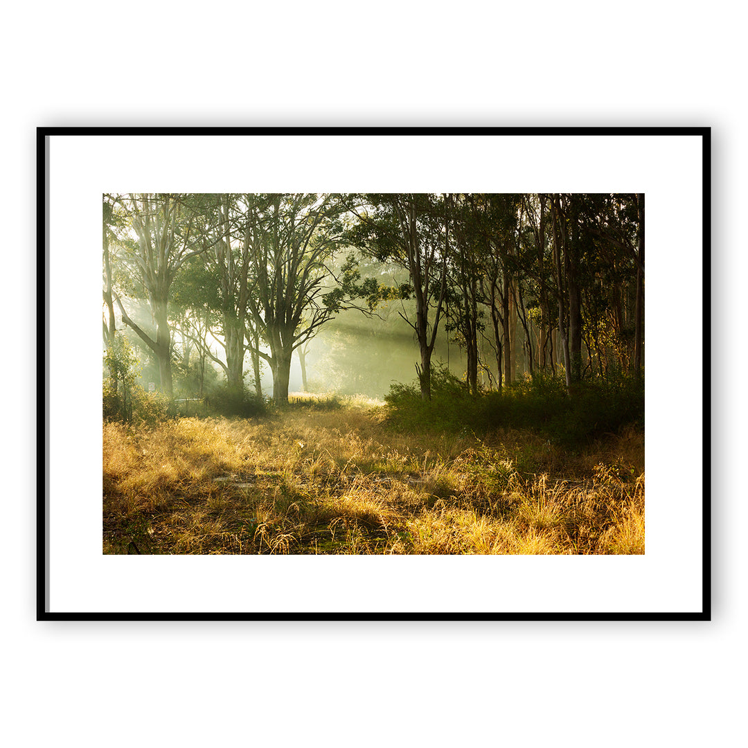 Sunrays through the forest