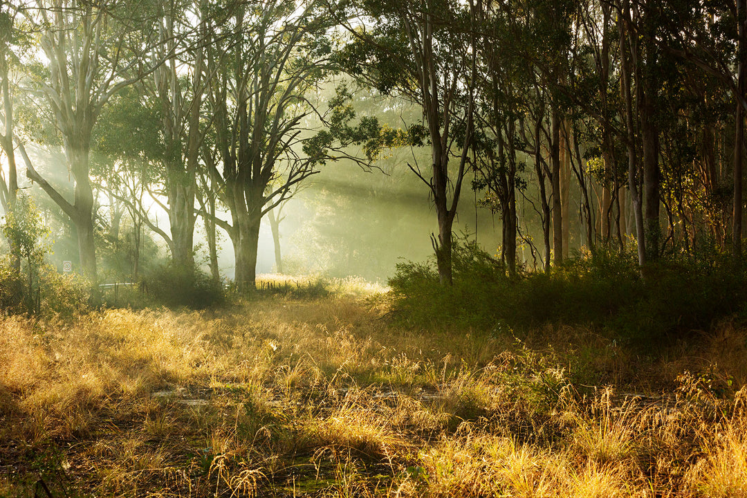 Sunrays through the forest