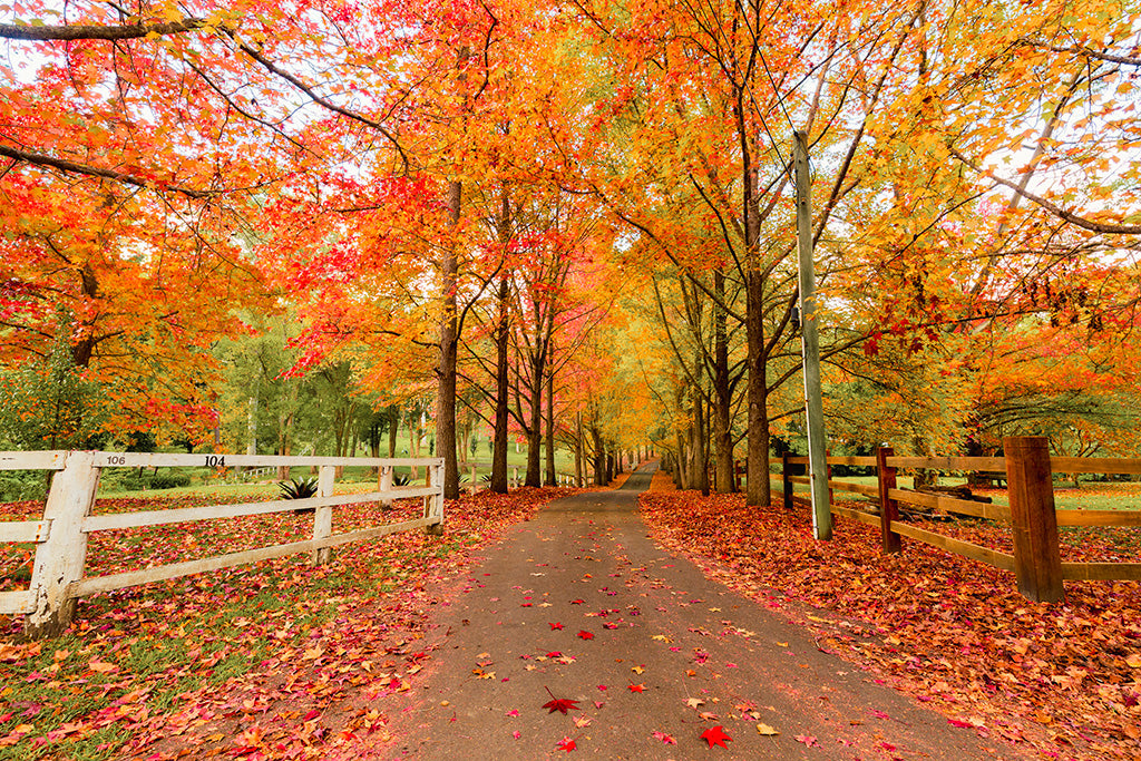 AUTUMN IN CENTRAL COAST NSW