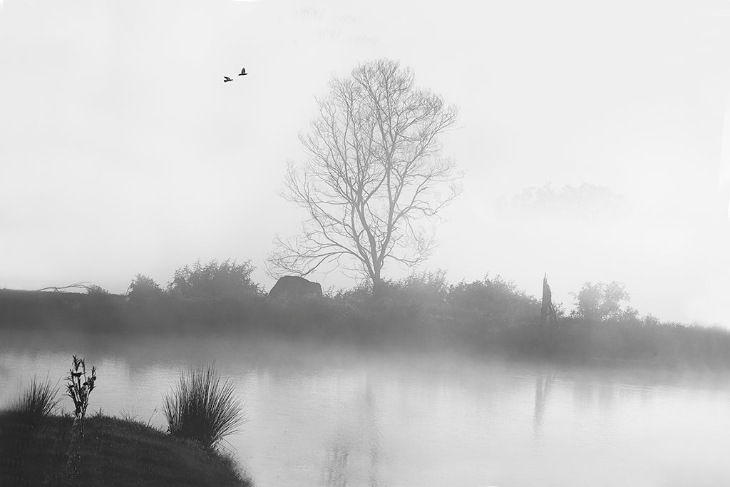 fog and the tree